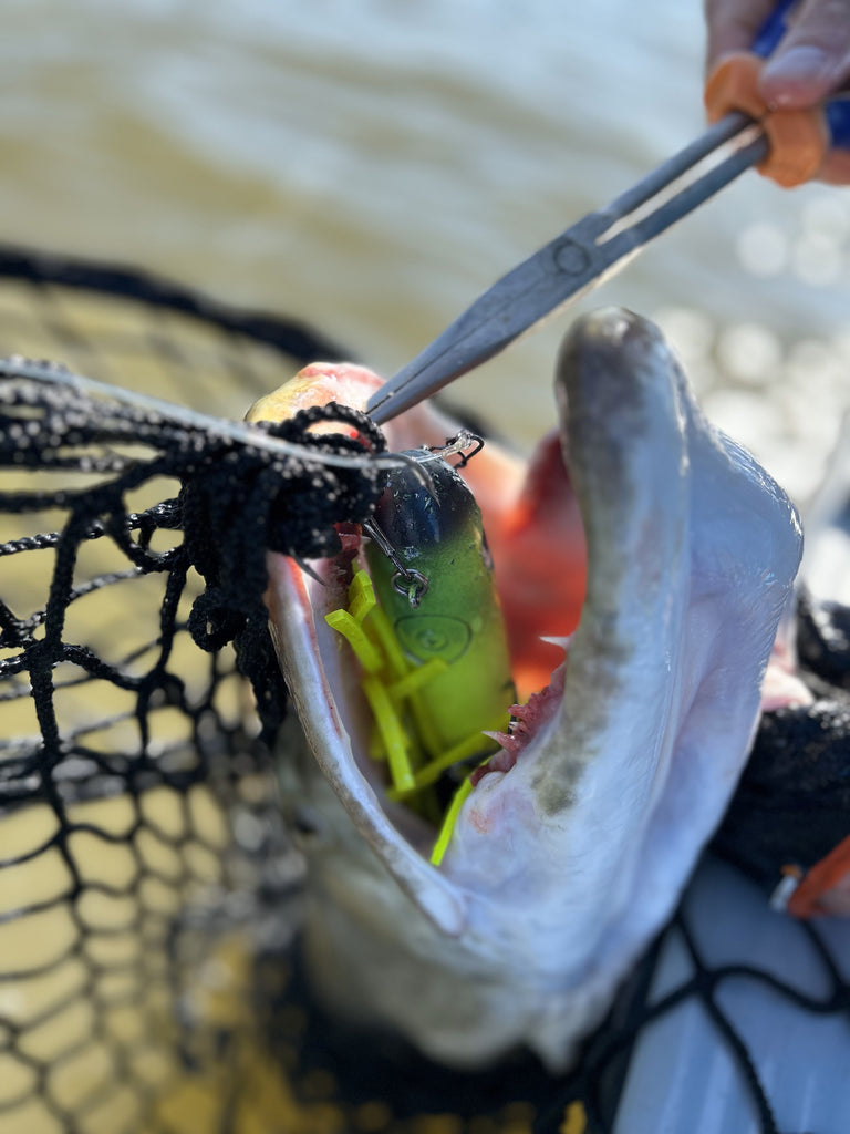 The Musky Bite: Separating Myths from Facts