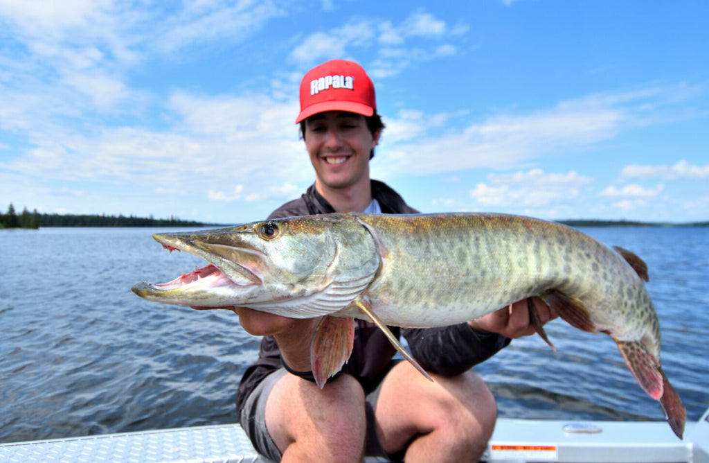 Why Do Muskies Gulp Air?