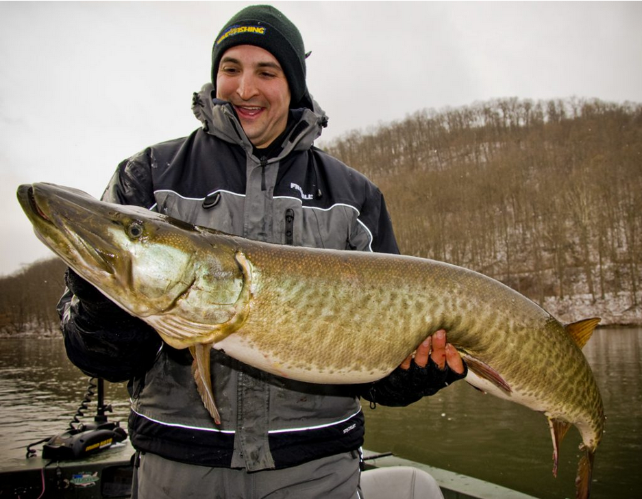 The Northeast’s Native Muskies