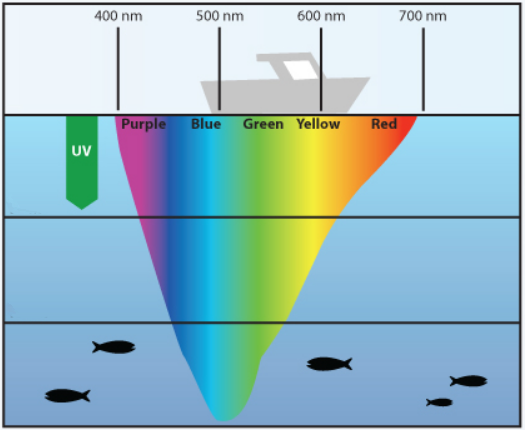 Lure Color 101: What Do Muskies Want?