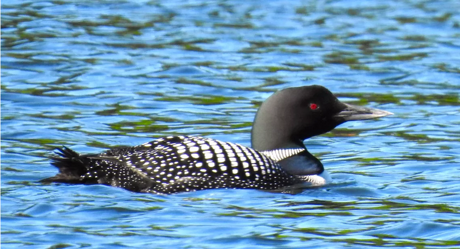 Sierra Club Wisconsin: Loon Facts