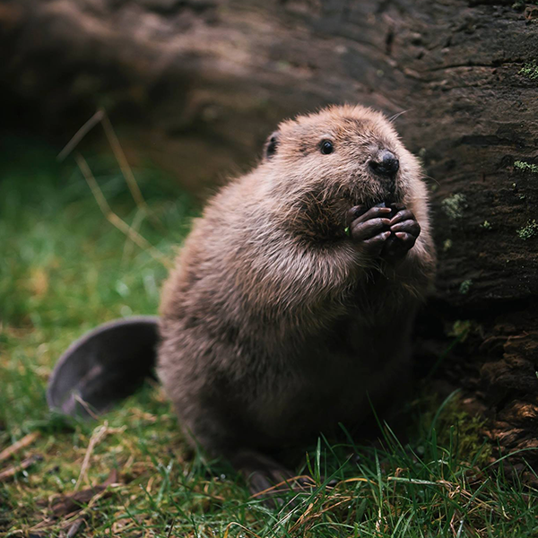 Sierra Club Wisconsin: Beaver Facts